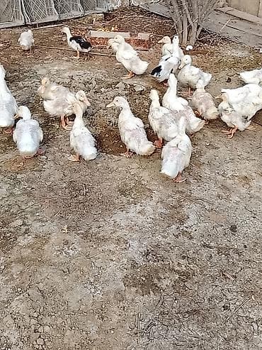 Pekin ördəyi sağlam heyvanlardı ətlik və yumurtalıq cinsdir.1ay