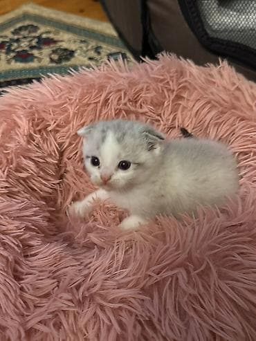 pisik latoku: Şotland yastı qulaq, Erkək, Dişi, Yaxşı əllərə, Ödənişli çatdırılma — 1