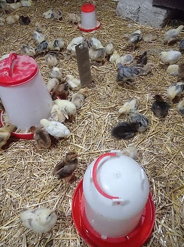 keci satanlar: Toyuq cücələri, Damazlıq — 4