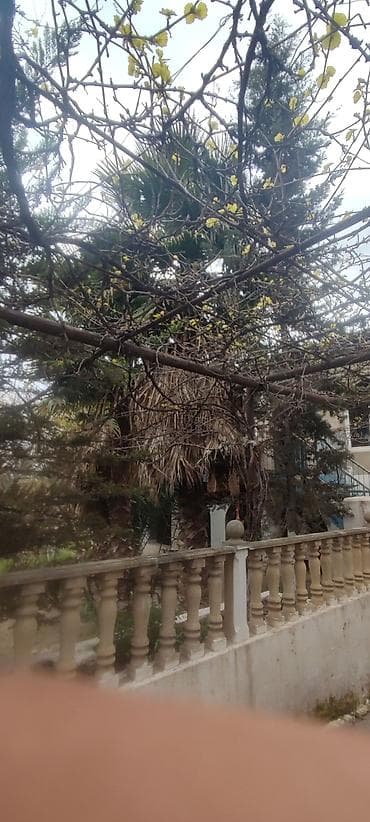 polad ağacı: Dekorativ palma ağacı – böyük ölçülü - Növ: dekorativ fan‑yarpaqlı — 4