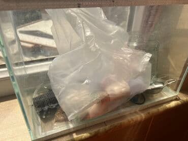 Şüşə akvarium tankı akvatik heyvanlar və ya bitkilər üçün şəffaf