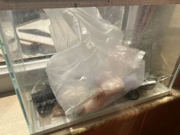 аквариум без рыб: Şüşə akvarium tankı akvatik heyvanlar və ya bitkilər üçün şəffaf — 1