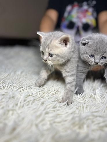 pişik geyimleri: Şotland uzun tüklü — 7