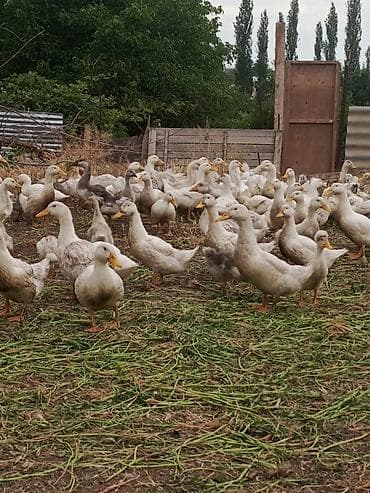 xaski gence: Kuban ordekleri damazliq ve yumurtaliq — 1