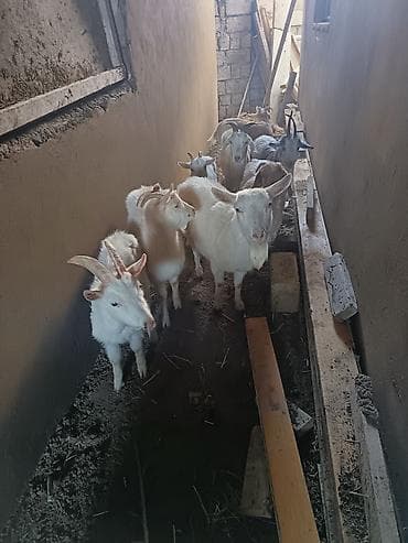 qaz ördək satışı: Saanen keçiləri satılır macar sortu, rusiya sortu isveçrə sortu — 7