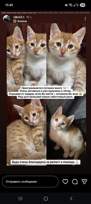 pulsuz pişik: Balaca pişiklər - Mətnə əsasən: aktiv və çox oynaq balalardır - Qum — 1