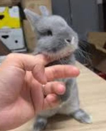 Mal-qara: Cins boyumeyen dovşan balalari. Tek ve top satilir. Çatdirma metro ve — 4