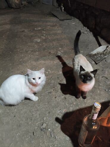 pişik şekileri: Siam — 4