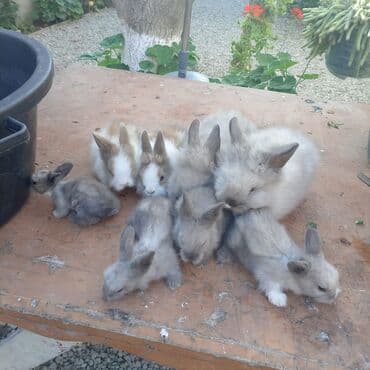 Akor 5 m lalafo.az -da Akor 5 m