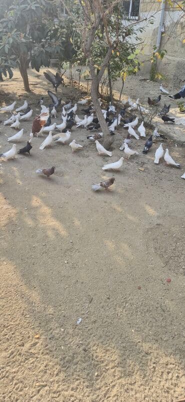 Satış: Sayi 50 en coxdu elaqe 0559301068 - Növlər və rənglər lalafo.az -da Satış: Sayi 50 en coxdu elaqe 0559301068 - Növlər və rənglər