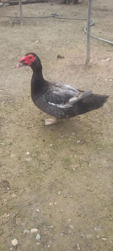 ordək balası və cucə: Bir cüt macar satılır Erkək təmiz qandır aktiv heyvandir, dişi — 2