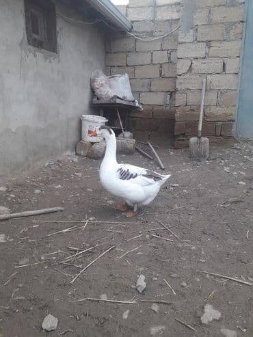 сколько стоит щенок: Tecili kok qaz satilir QIYMETi sonu 45 manat (1ededir) — 3