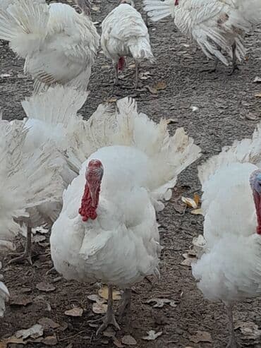 Brilliance: Hinduska satilir — 1