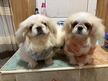 it zvanok: Pekines itler oz itlerimin balasidi qurd dermani verilib tam saglam — 1