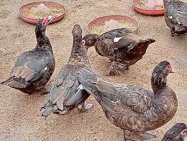 Keçilər, çəpişlər: 6 Krasnadar Öküz Ürəyi Xoruz Tam Original. 3Kilo 600 - 4Kiloyacan — 3