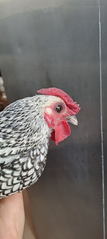 cins inekler: Toyuq, Damazlıq — 1