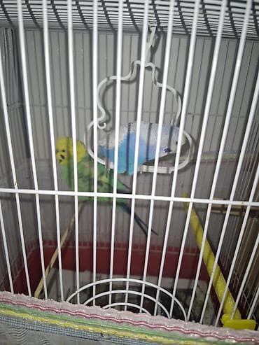 Bala veren quslardı qefesle birge Dalmatin və mavi rəngli cüt dalğalı