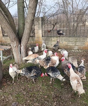 ov itleri satisi: Hinduşka erkək 60 manat fərələr 50 manat — 2