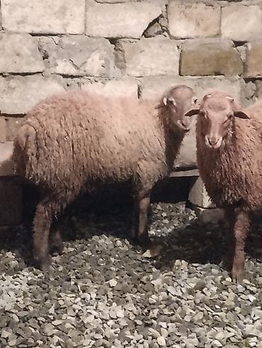 qoclar: Qurbanliq quzular 6 ədədi böyuk buynuzlu satilmir 2 erkəy 4 dişi kom — 7