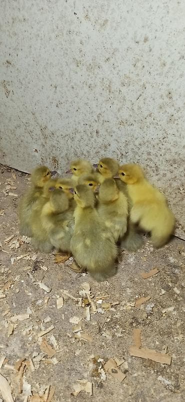 Lavanda balaları satılır