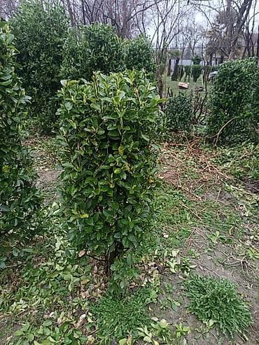 tikanlı bitkilər: Həmişəyaşıl dekorativ kollar – landşaft və hedc üçün - Bitki — 2