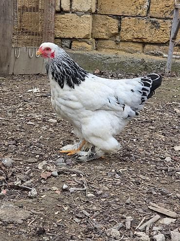 babil quşu: Salam layt bantam brahma son qiymət 30 manata təcili satılır bu — 2