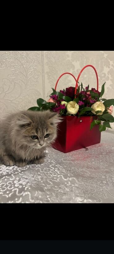 pişik pers: Cins pisikler satilir. İki baladirlar.Tek tekde satilir — 2