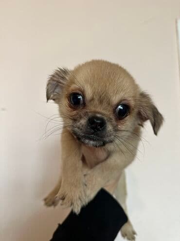 it cütləşdirmək: Pekines — 3