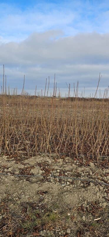 xar tut meyvesi: 🍒 GİLAS TİNGLƏRİ SATILIR 🍒 📍 Şabran rayonu Ərkən sortlar mövcuddur — 4