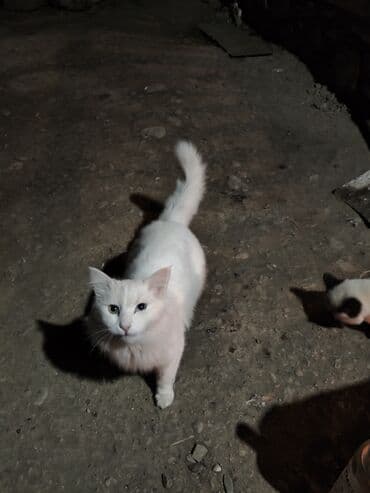 pişik şekileri: Siam — 5