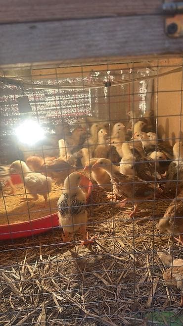 Toyuq cücələri, Ətlik, Ödənişli çatdırılma