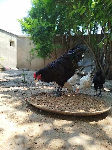 Toyuqlar: Təmiz avsrolop xoruzlardi 6ayliqdi 3 kiloya yaxin çəkiləri var — 2