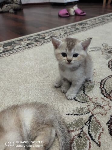 золотая шиншилла котенок: Qızıl şinşilla — 5