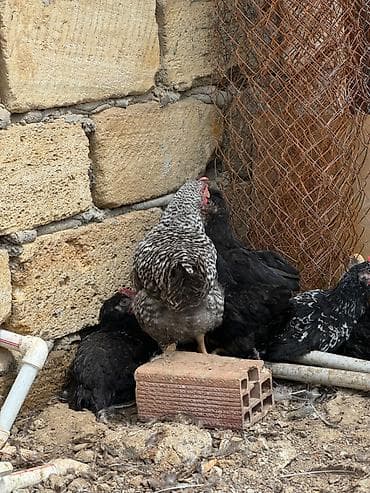 derzi quşu: Toyuqlar satılır
Topdan satılır 5 man — 3