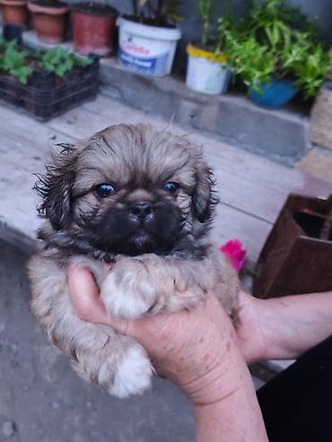 ağ quyruq ağlıca: Pekines, 1 ay, Erkek — 2
