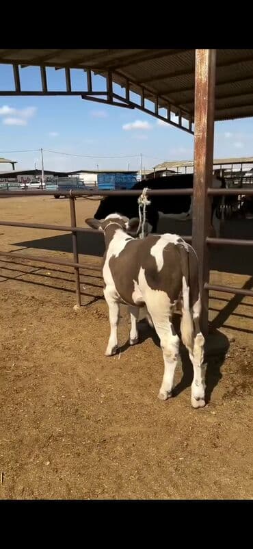 simental inekler satilir: Simental tipli buzov – ətlik-südlük istiqamətli - Rəng: qəhvəyi-ağ — 5