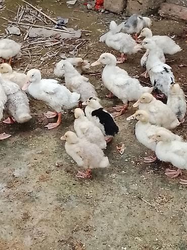 Keçilər, çəpişlər: Salam sağlam heyvanlardı Pekin ördəyidi 25ədəddi .Ətlik və yumurtaliq — 2