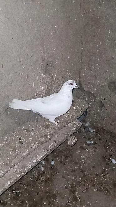 Balıqlar: Erkək quşdur 5 manata satılır. Tərgitmədir. Ünvan Cəlilabad. bəzi — 3