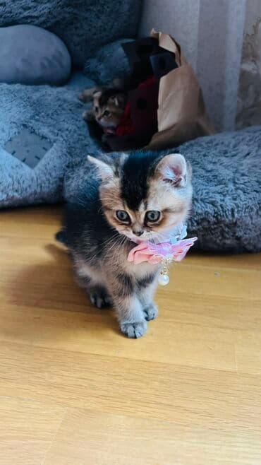 pişik latok: Şinşilla, Dişi — 1