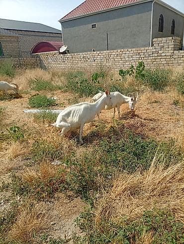 Südlük keçilər – 3 baş TAM SAF KAN MACAR SANEN KEÇİLERİ KULAKLARINDA — 9