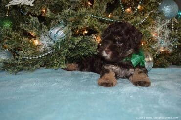 pekines bala: 2 ay, Dişi, Ünvandan götürmə — 3