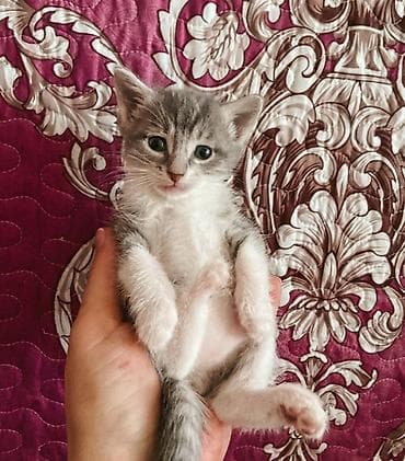 pişik şotlan: Erkək, Dişi, Yaxşı əllərə — 10