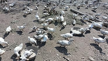 Təsərrüfat üçün ağ rəngli ördək cücələri və gənc ördəklər - Növlər