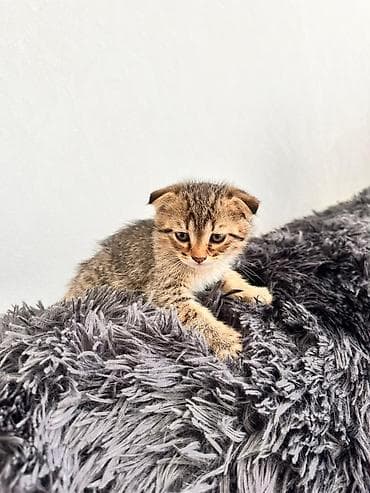 heyvan satisi: Boz tüklü balaca pişik balası - Rəng: təktonlu boz (gümüşü çalara — 7