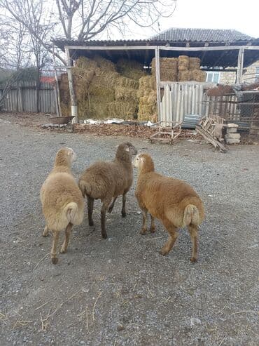 Информатика: Ягненок, Самец, месяцев: 4, 14 кг, Для мяса, Самовывоз — 4