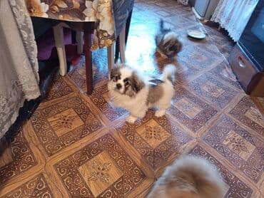 simental inekler azerbaycanda: Pekines, 3 ay, Erkek, Peyvəndli — 1