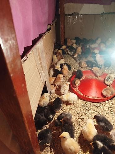 Toyuq cücələri, Damazlıq