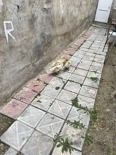 ördək balası və cücə: Erkək, Ətlik, Ünvandan götürmə, Pulsuz çatdırılma, Ödənişli çatdırılma — 3