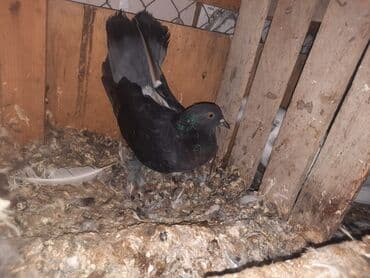 hələb kecilərin qiyməti: Məhsul: Ev göyərçini (qara rəng tonlu)
15AZN — 1