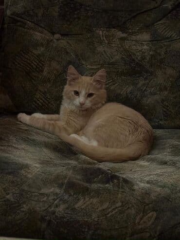 Akvariumlar: Fars, Erkək, Yaxşı əllərə, Ünvandan götürmə — 2